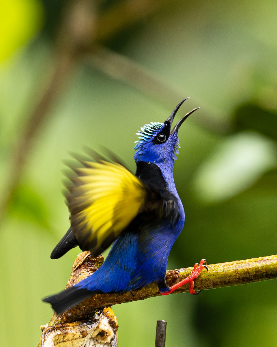 Red-legged Honeycreeper - ML646695470