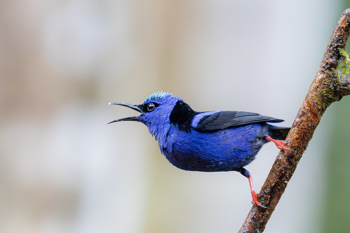 Red-legged Honeycreeper - ML646695471