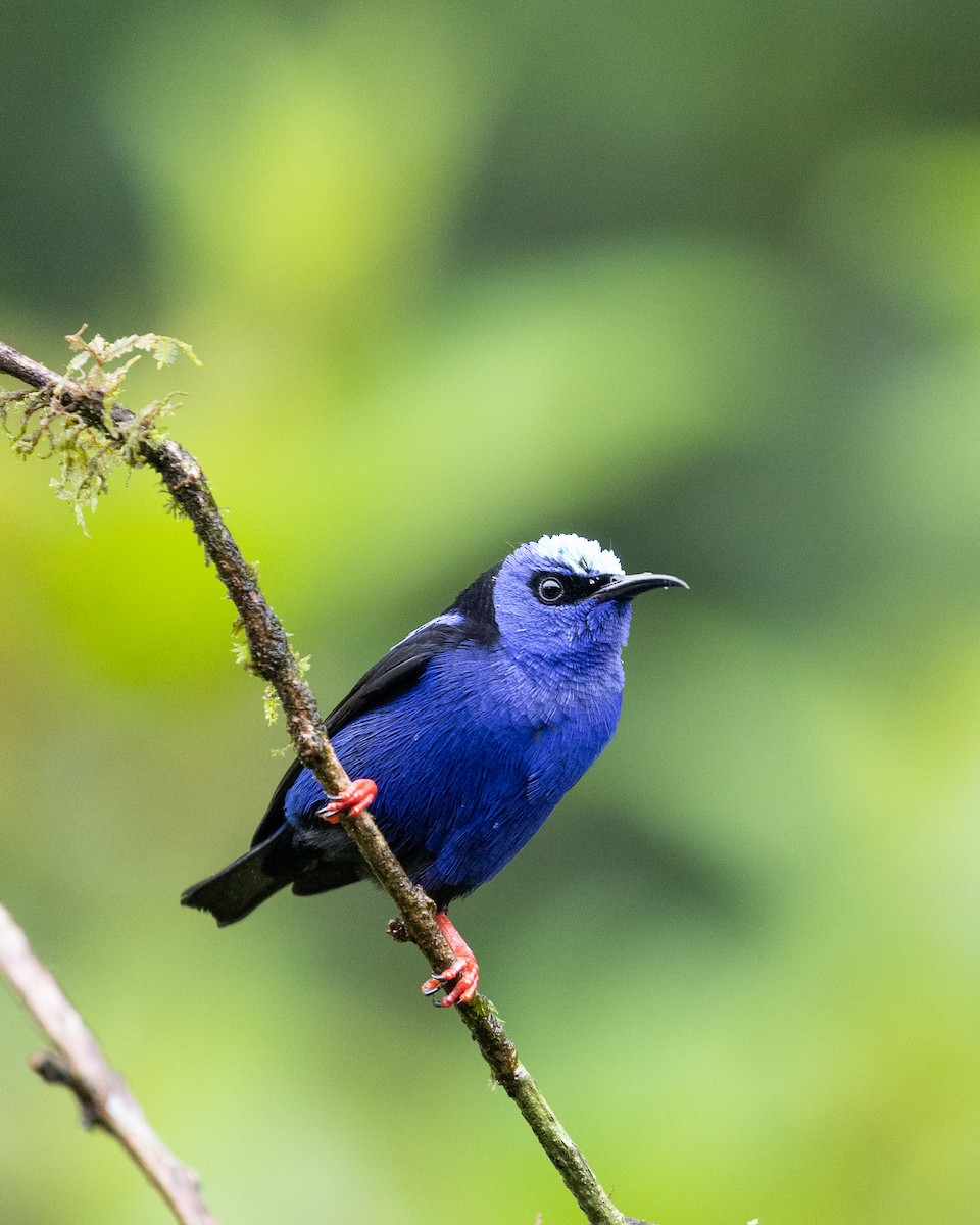 Red-legged Honeycreeper - ML646695472