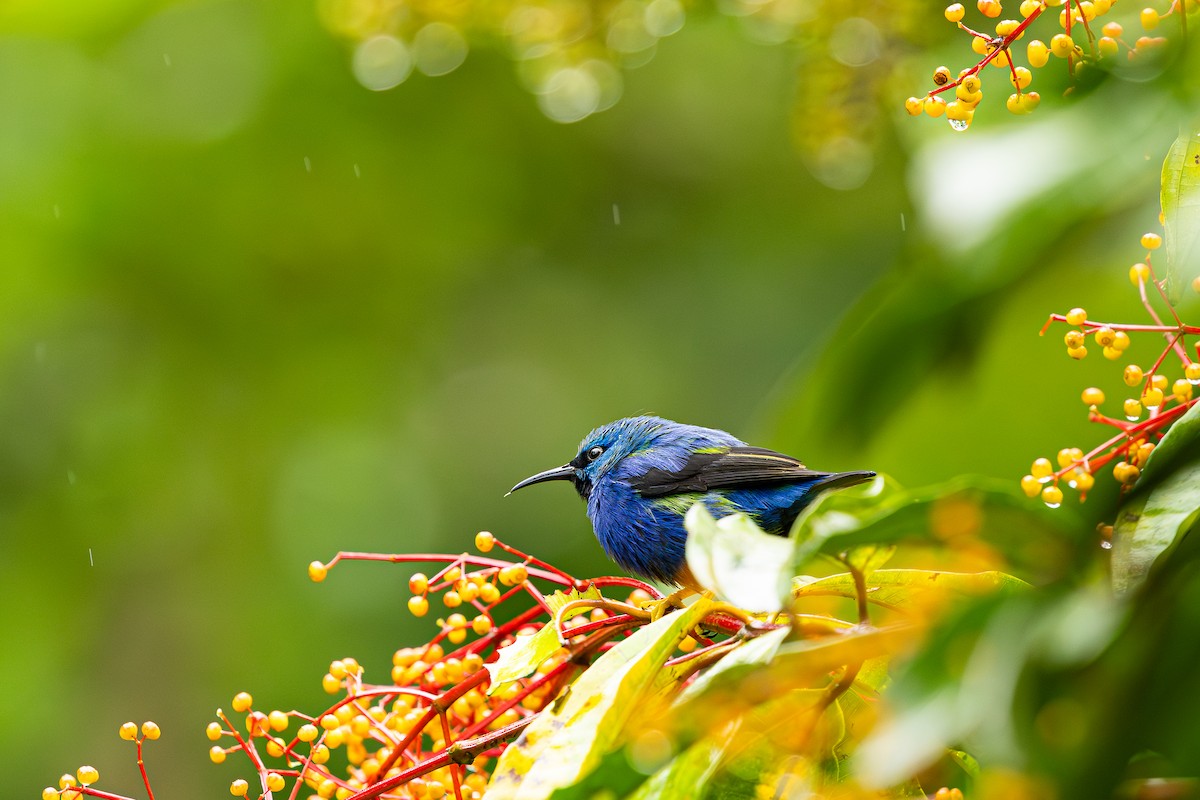 Red-legged Honeycreeper - ML646695473