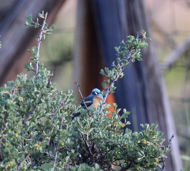 Lazuli Bunting - ML646695474