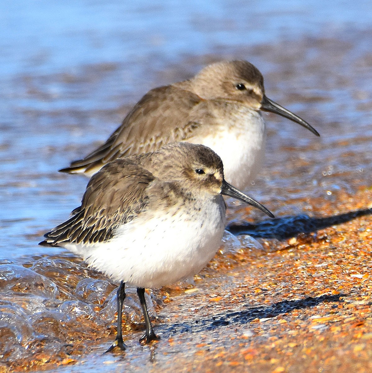 Чернозобик - ML646695476