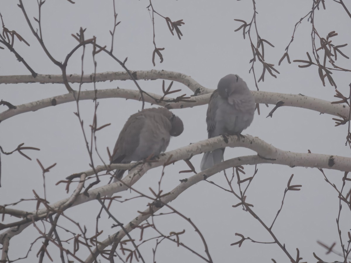 シラコバト - ML646695477