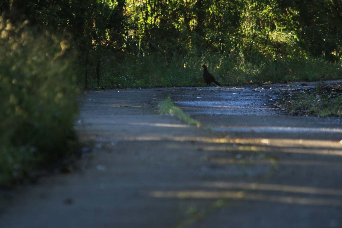 Andean Guan - ML646695480