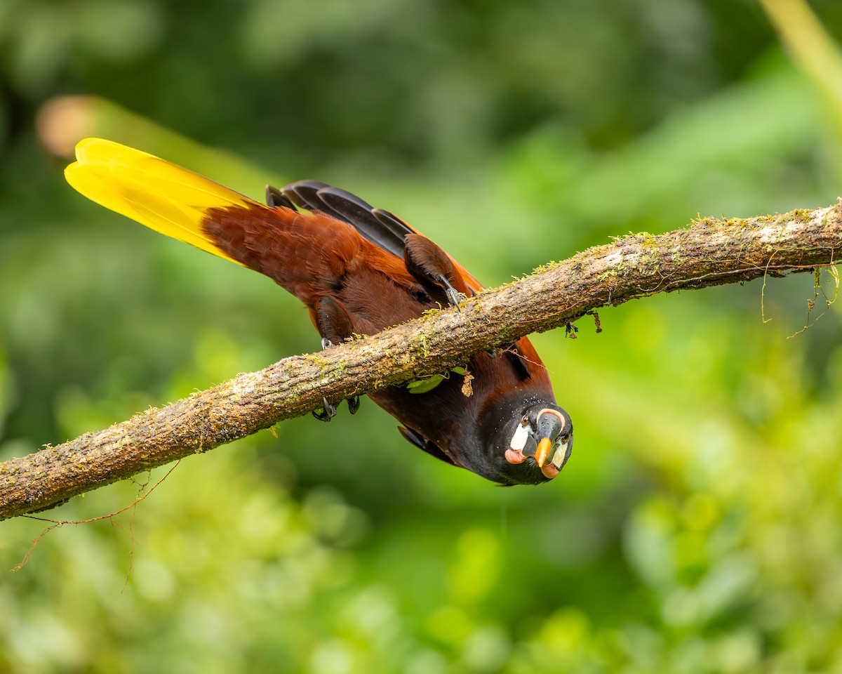 Montezuma Oropendola - ML646695482