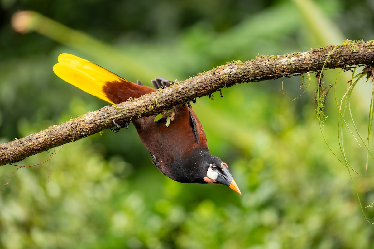 Montezuma Oropendola - ML646695483