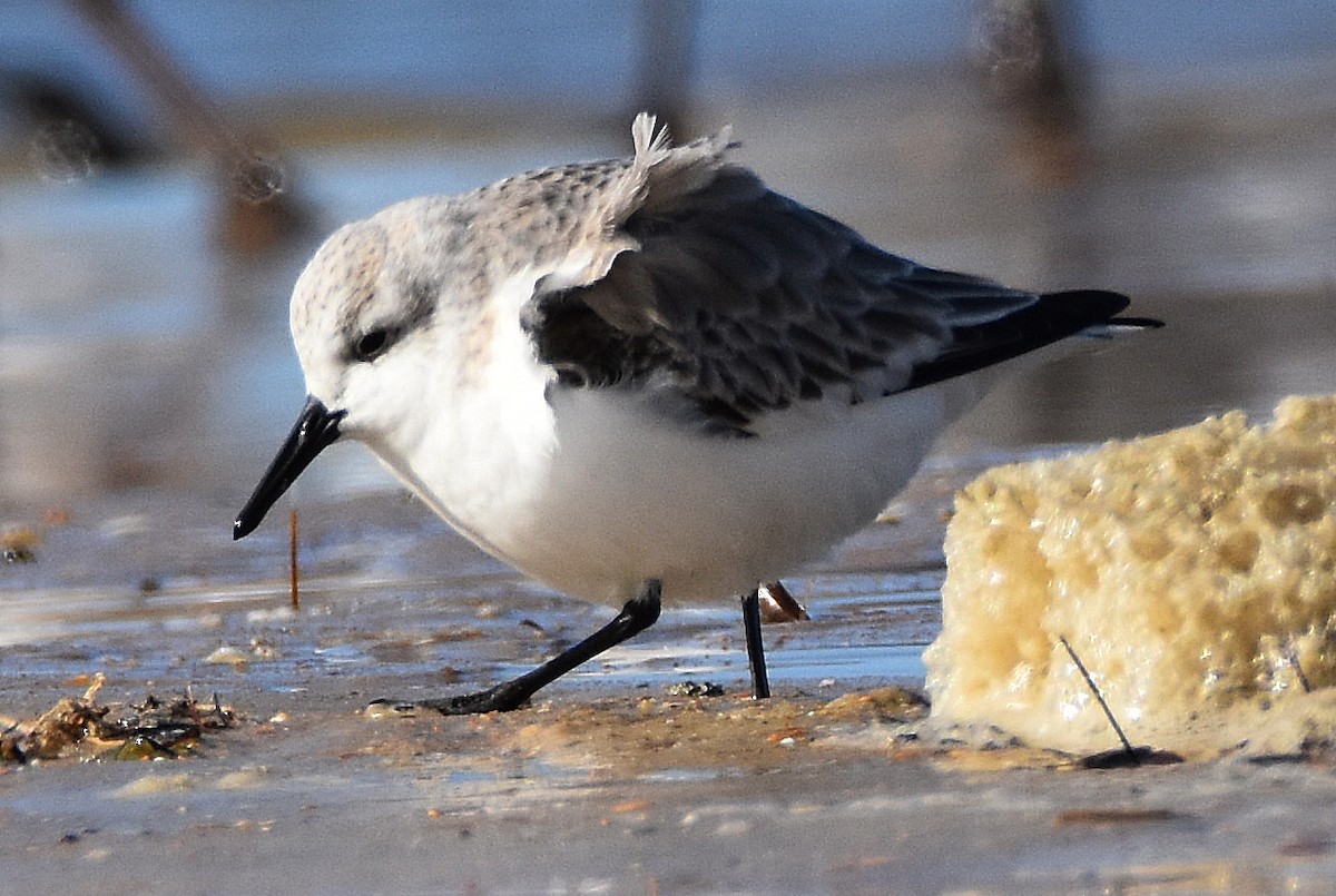 Песчанка - ML646695484