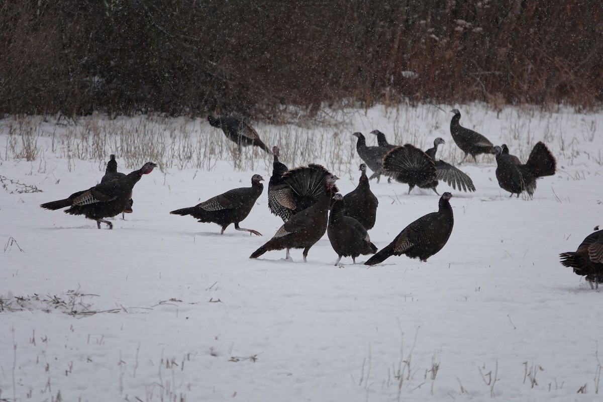 Indioilar arrunta - ML646695489