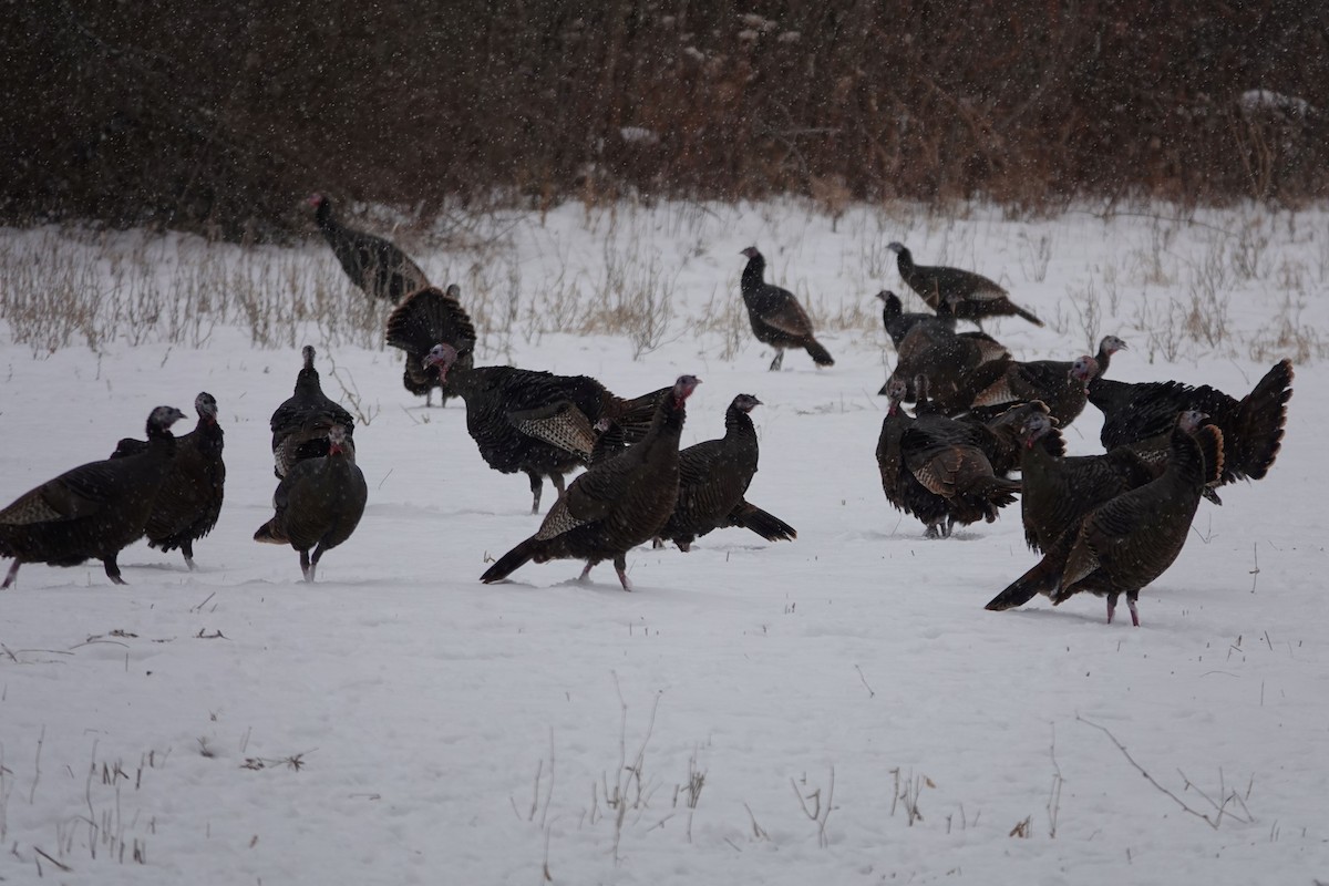 Indioilar arrunta - ML646695490