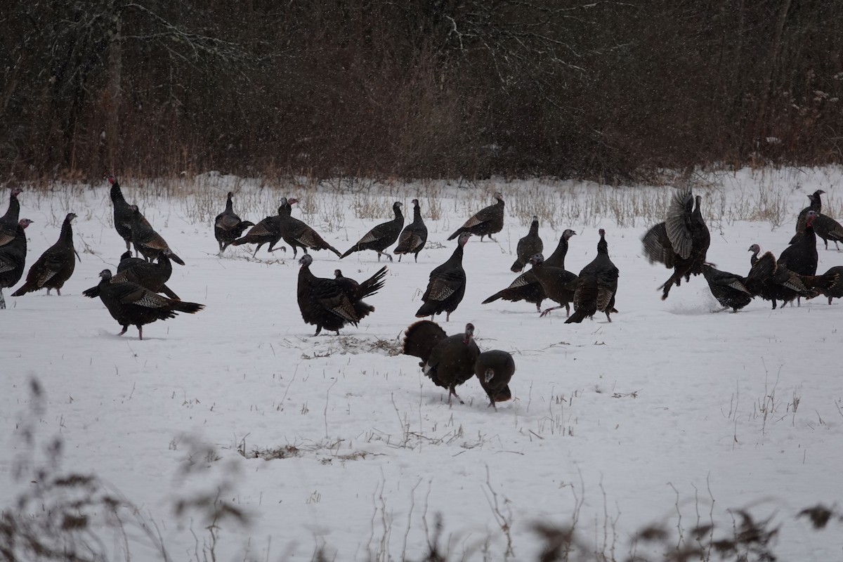 Indioilar arrunta - ML646695491