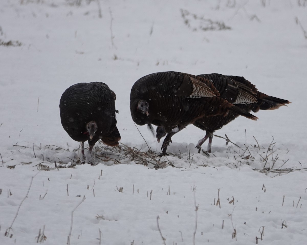 Indioilar arrunta - ML646695492