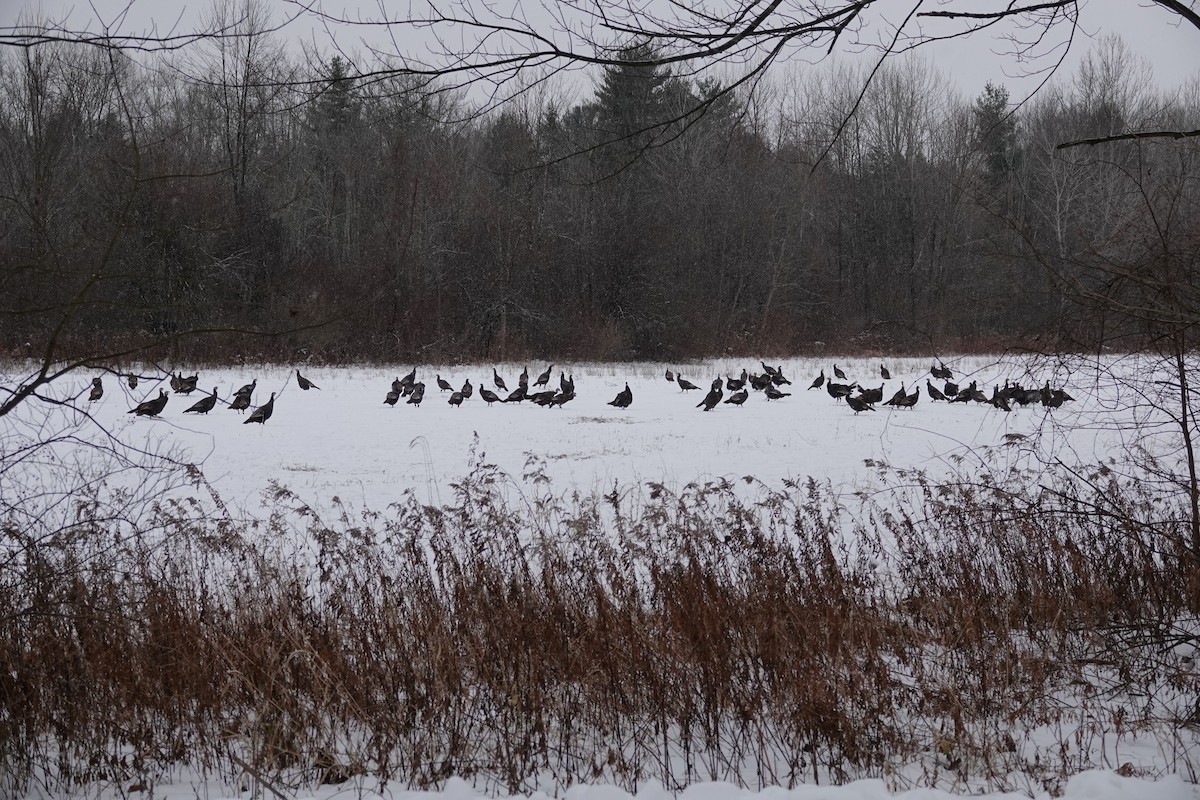 Indioilar arrunta - ML646695493