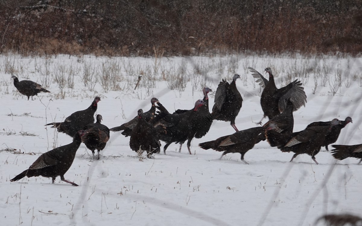 Indioilar arrunta - ML646695494