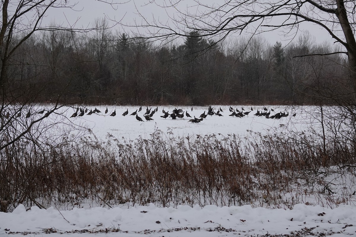 Indioilar arrunta - ML646695495