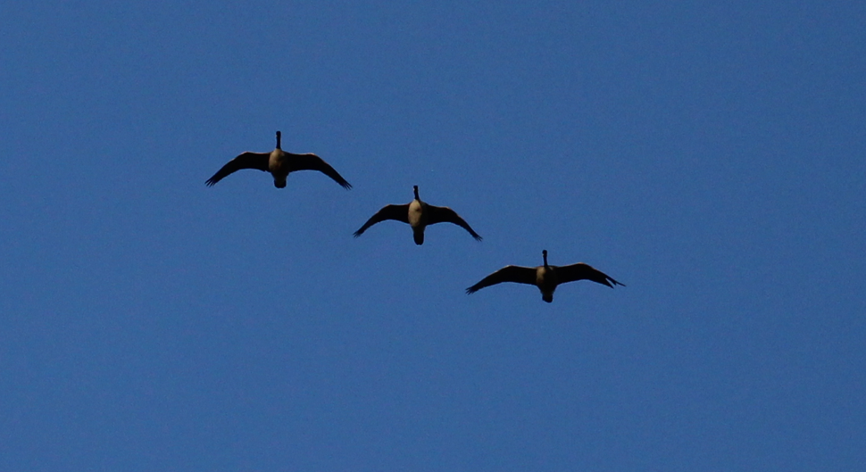 Canada Goose - ML646695496