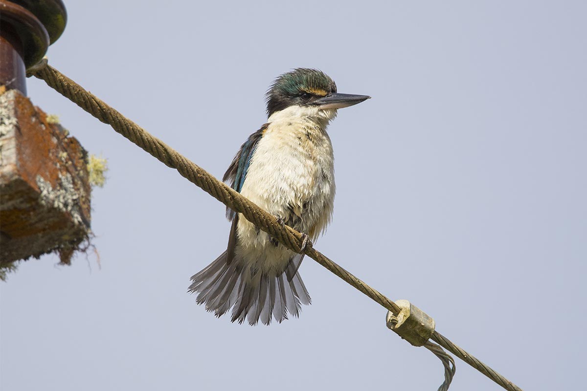 maskaraisfugl (vagans) - ML646695498