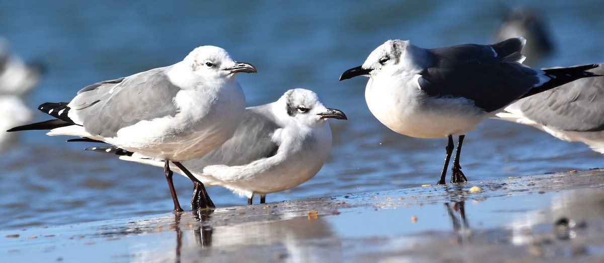 Ацтекская чайка - ML646695500