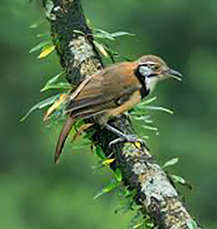 Greater Necklaced Laughingthrush - ML646695501