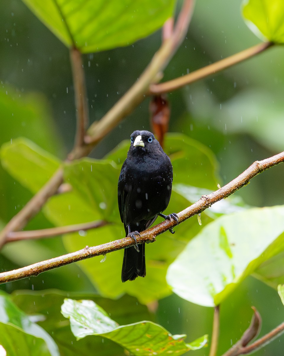 Scarlet-rumped Cacique - ML646695502