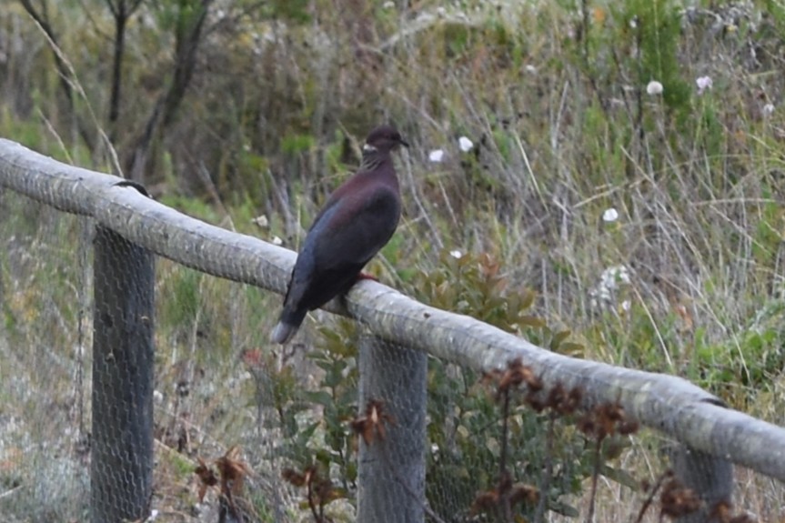 Chilean Pigeon - ML646695504