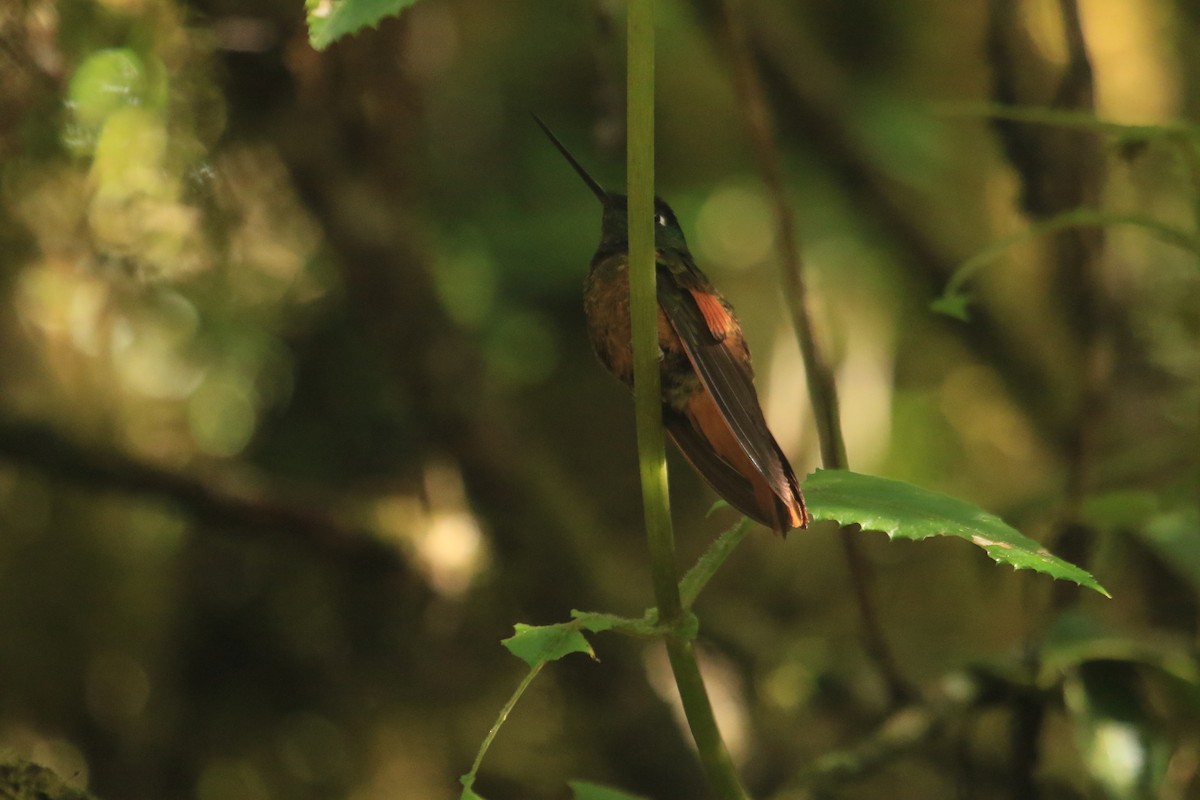 Merida Starfrontlet - ML646695505