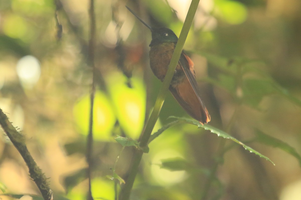 Merida Starfrontlet - ML646695506