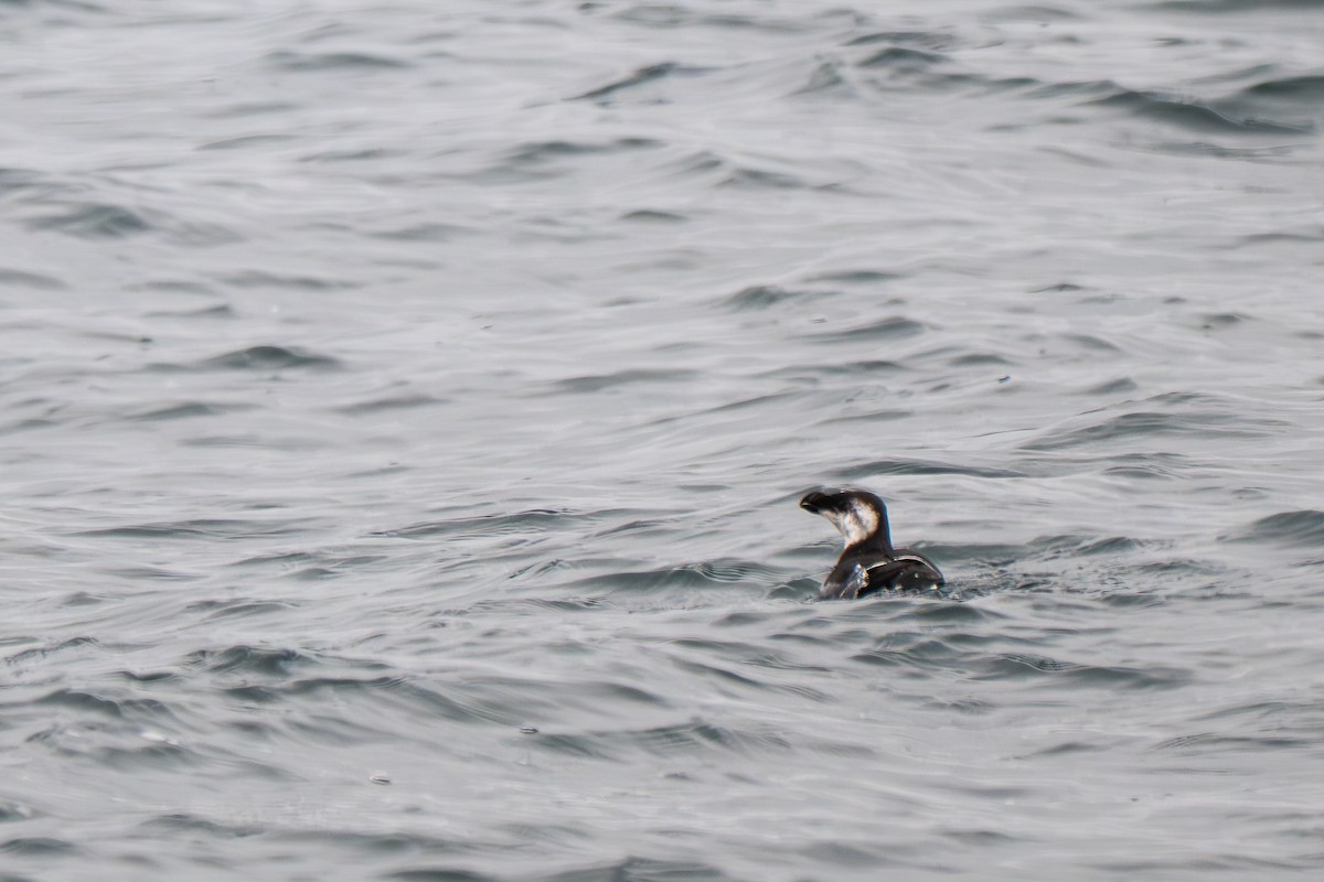 Ustura Gagalı Alk - ML646695507