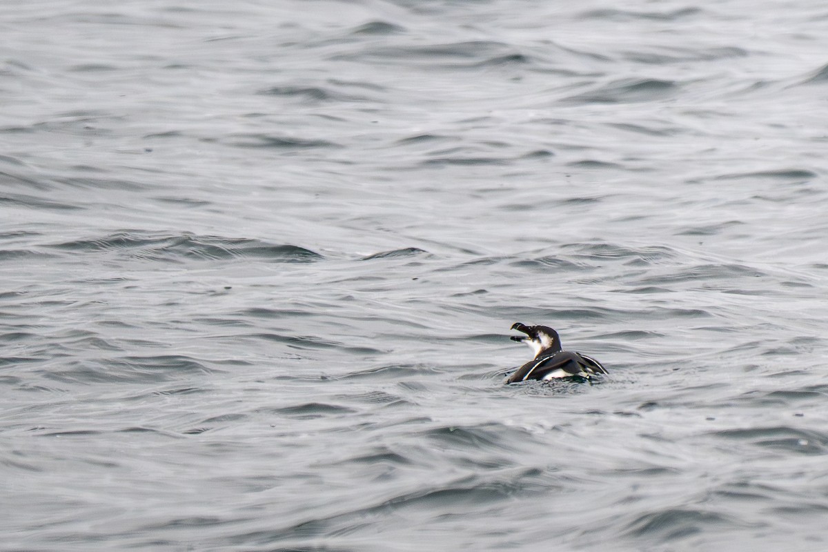 Ustura Gagalı Alk - ML646695508