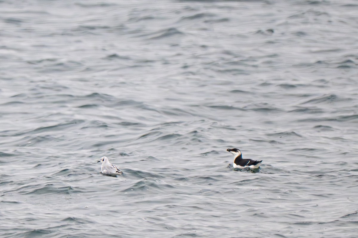 Ustura Gagalı Alk - ML646695509