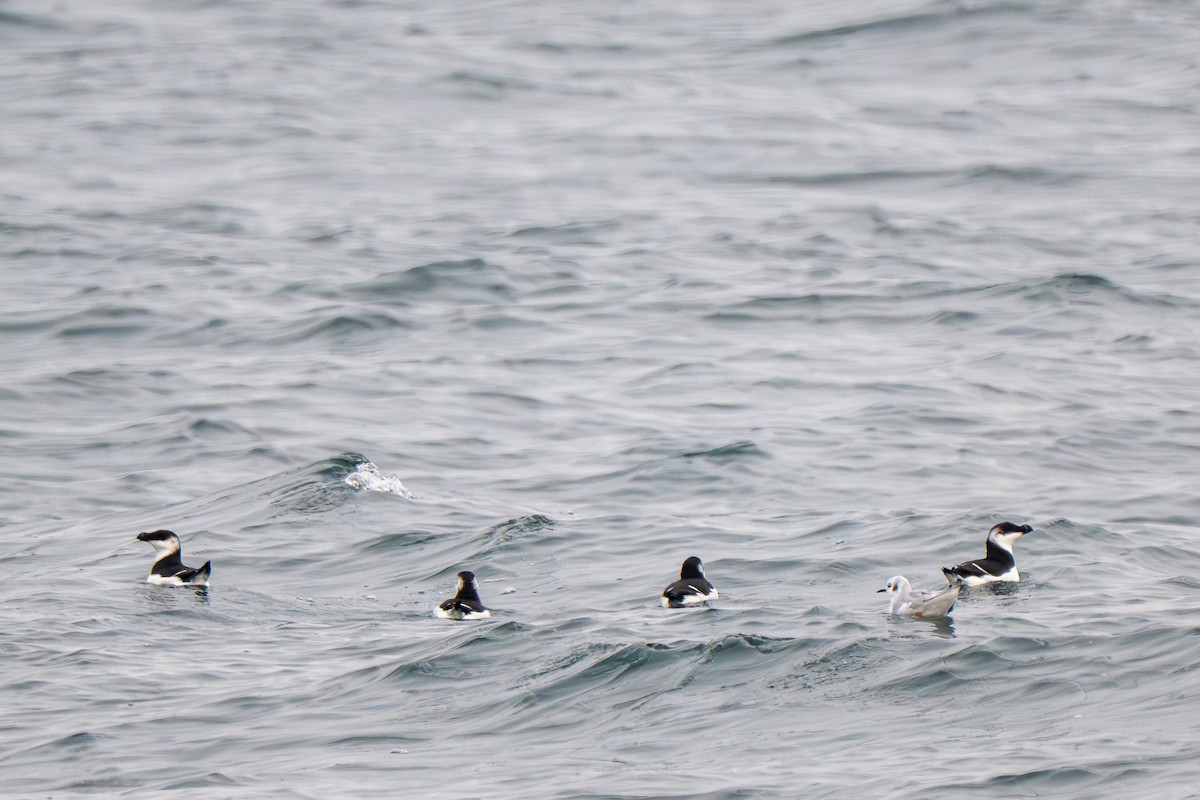 Ustura Gagalı Alk - ML646695510