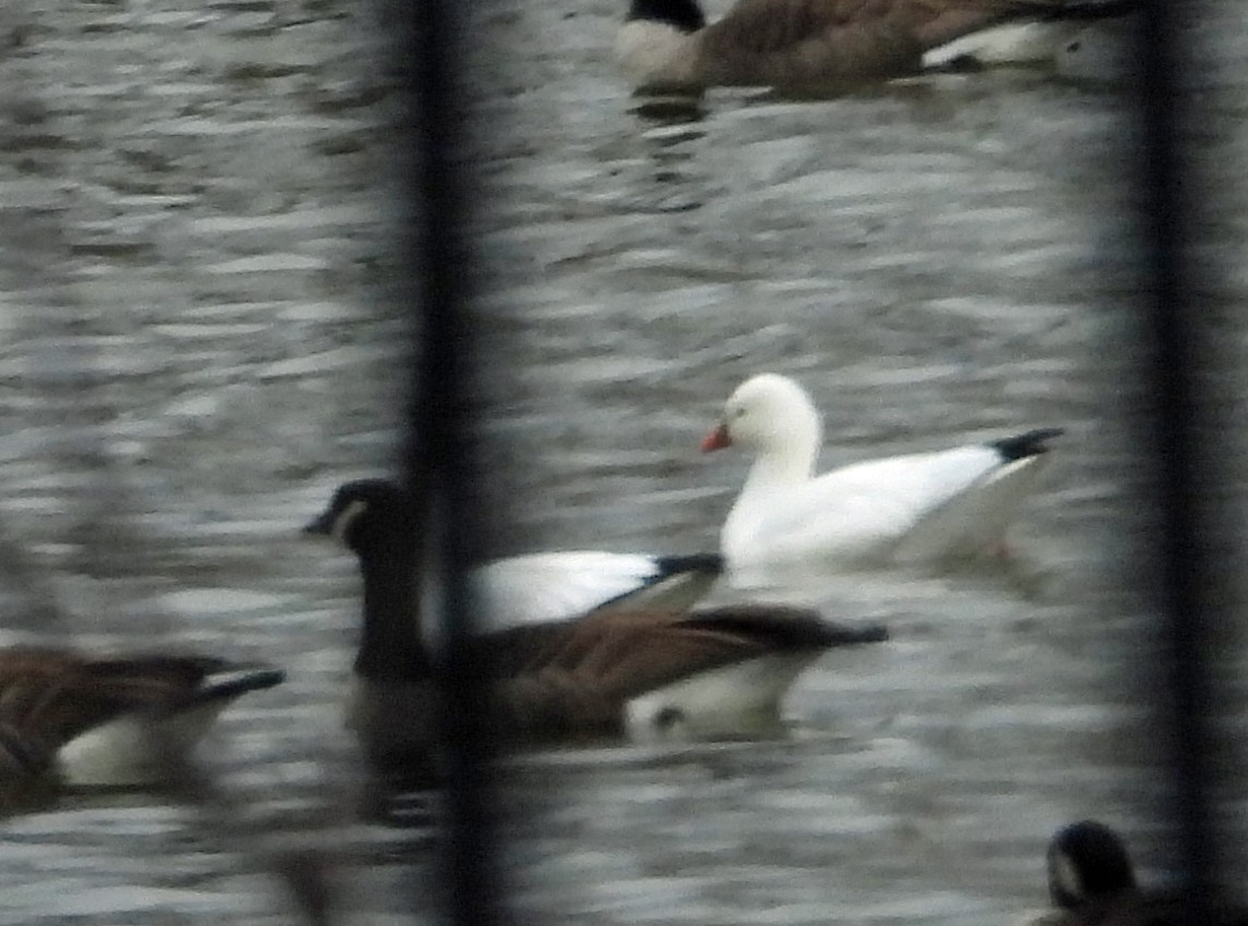 Ross's Goose - ML646695512