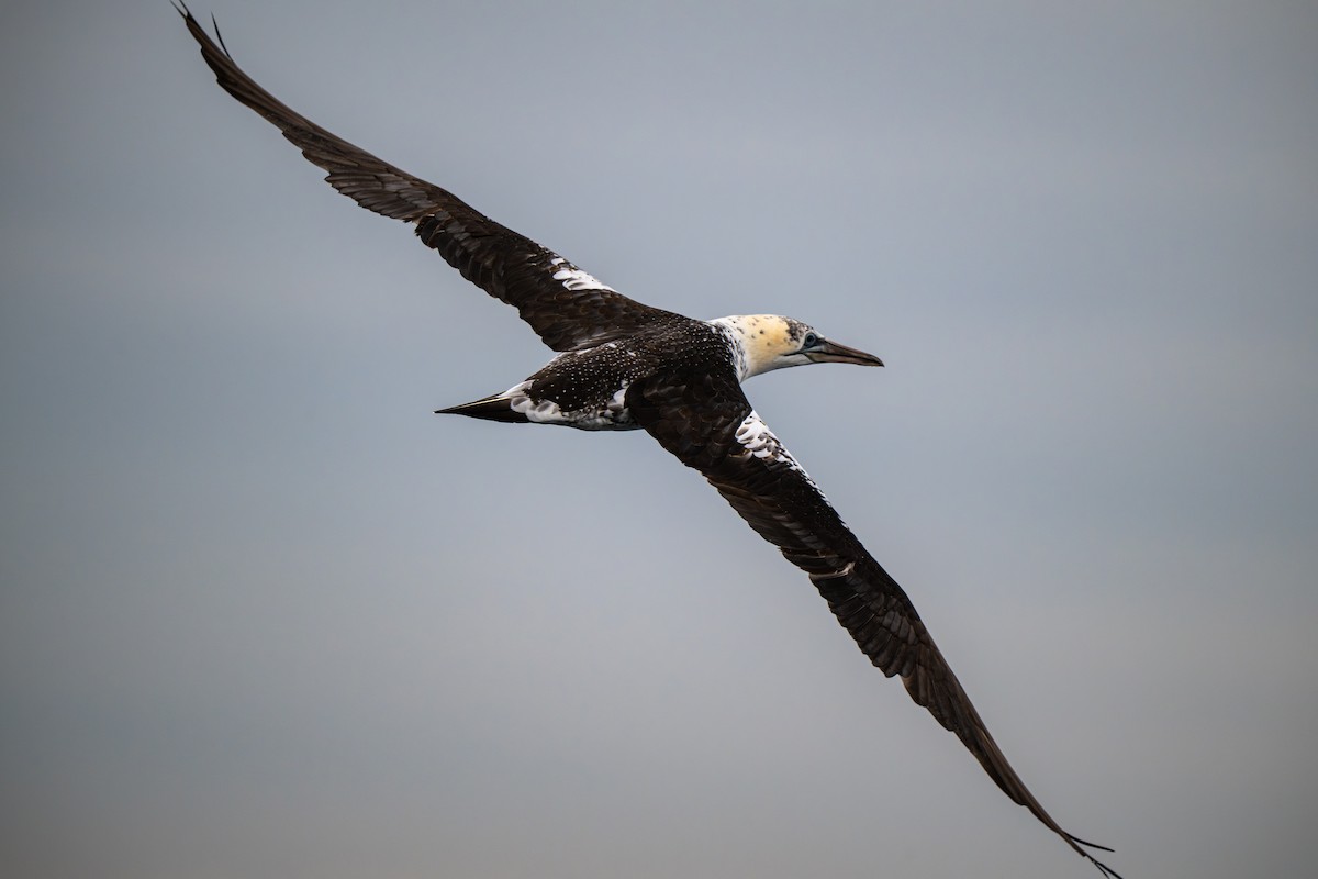 Sümsük - ML646695515