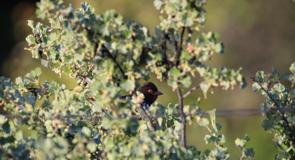 Spotted Towhee - ML646695516