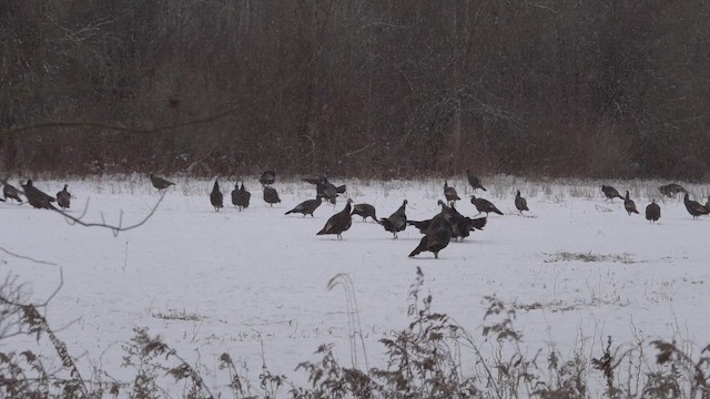 Indioilar arrunta - ML646695517