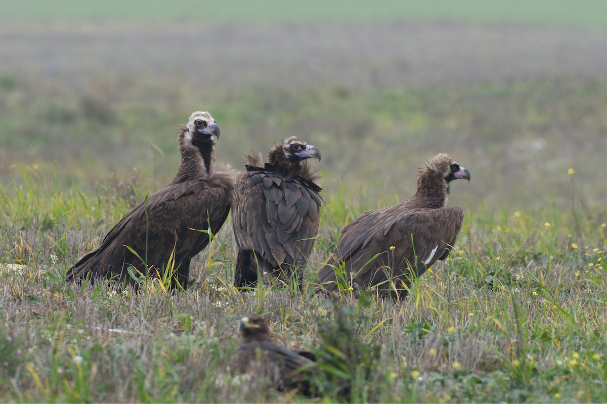 Cinereous Vulture - ML646695518