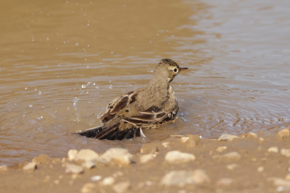 American Pipit - ML646695519