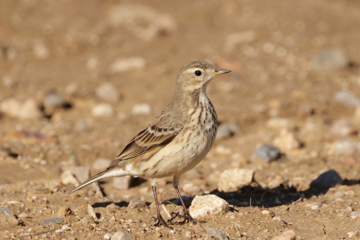 American Pipit - ML646695522