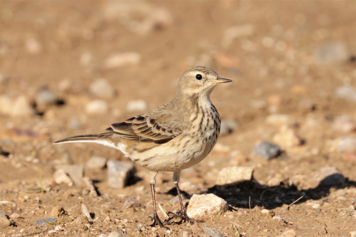 American Pipit - ML646695523