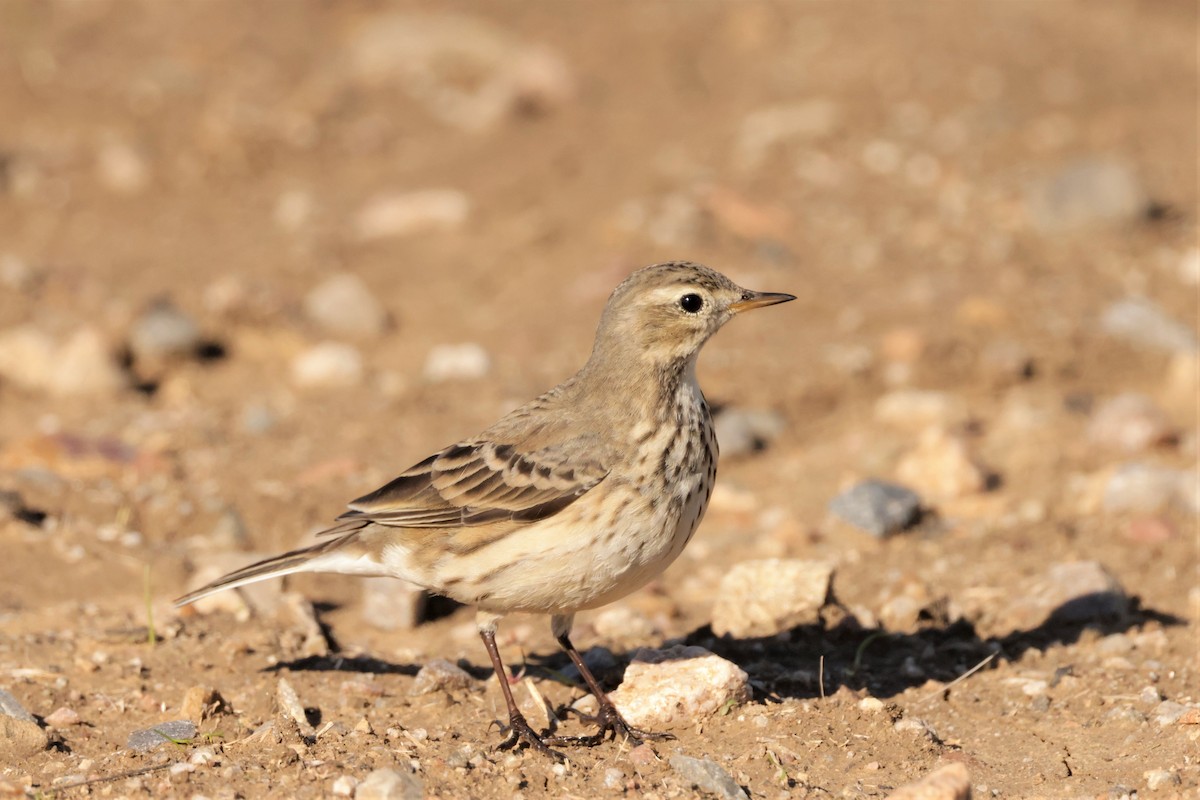 American Pipit - ML646695524