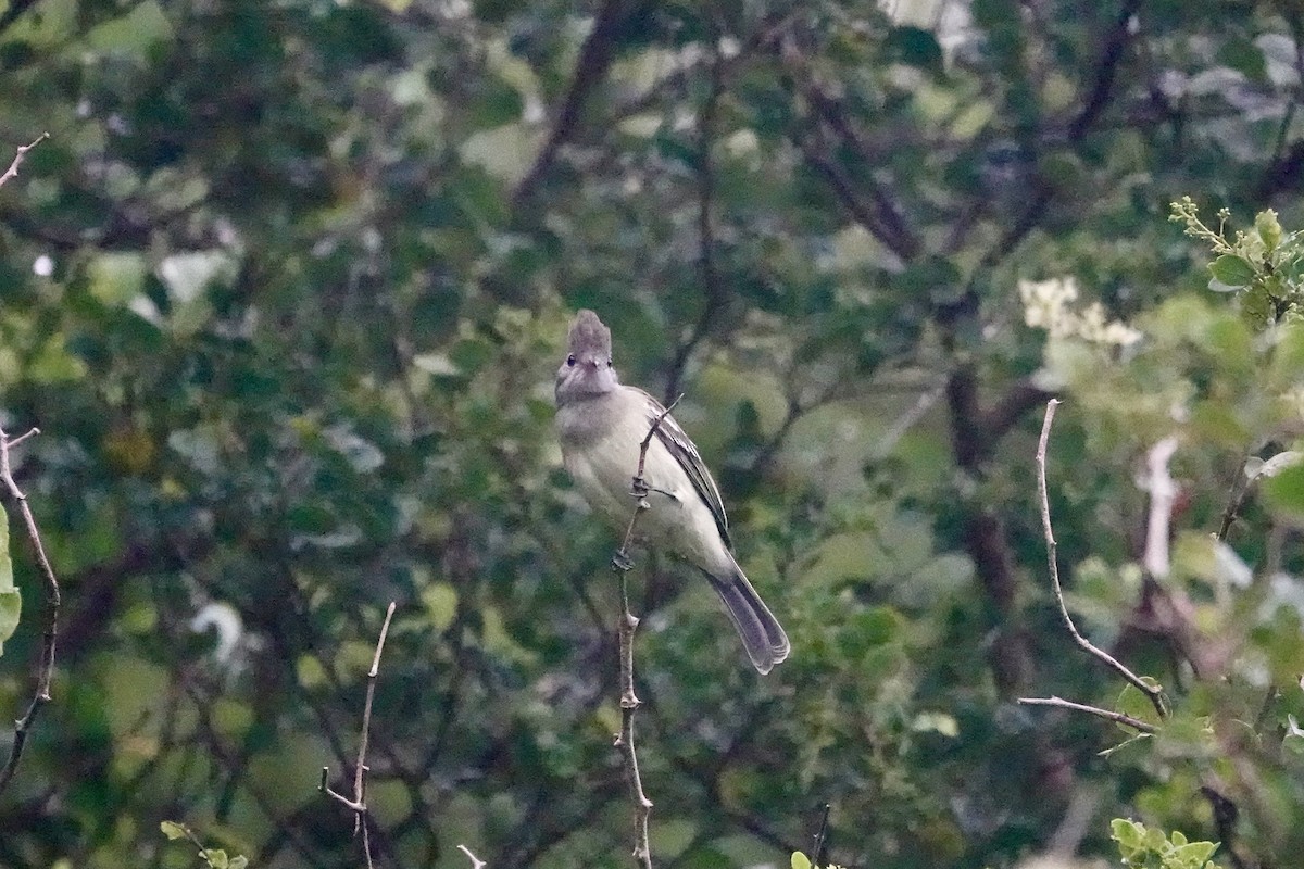 Yellow-bellied Elaenia - ML646695525