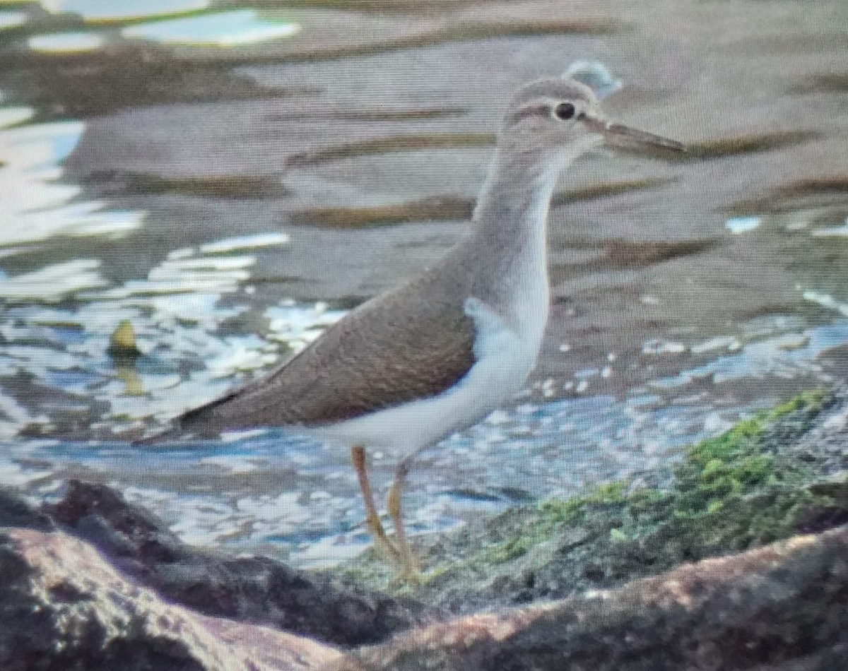 Flussuferläufer - ML646695526