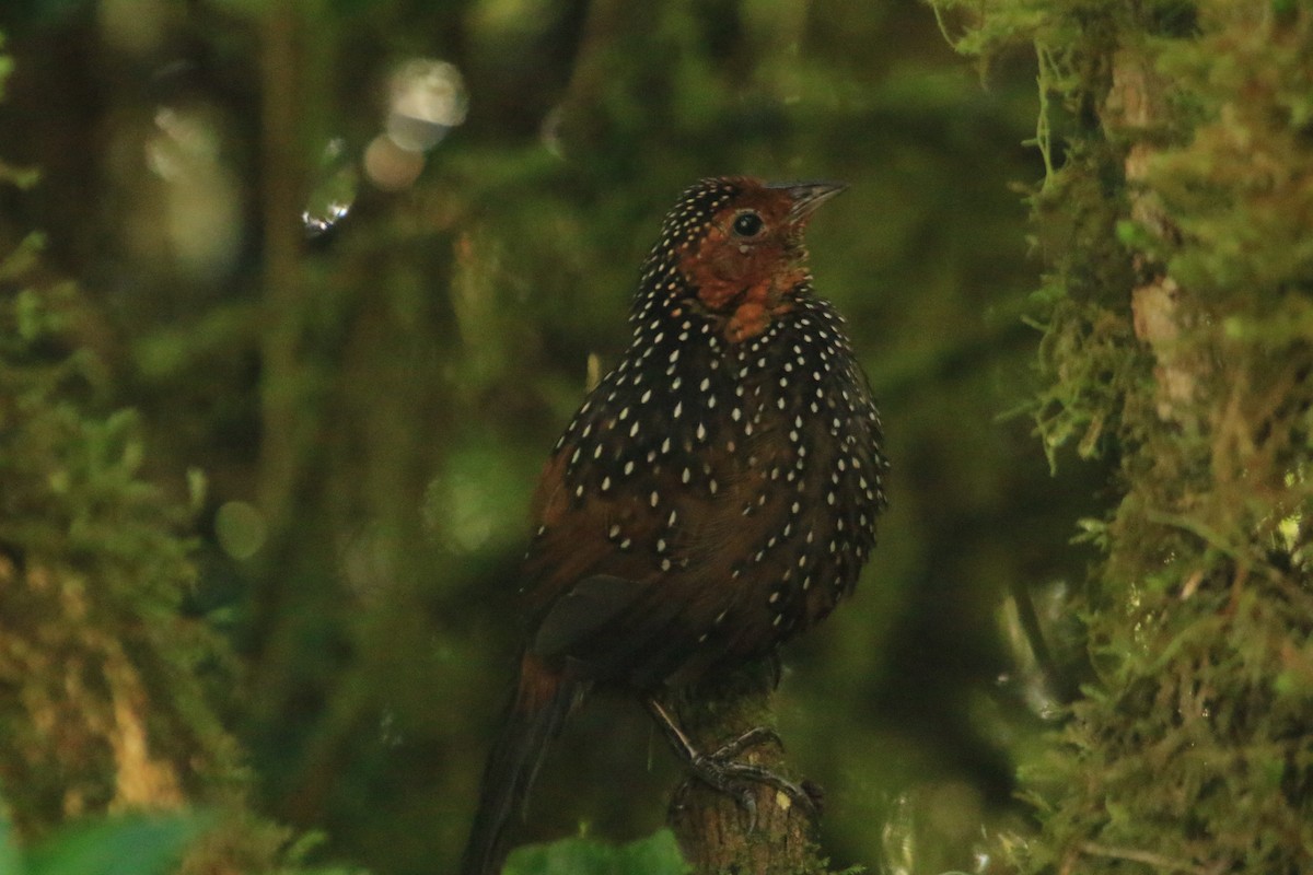 Ocellated Tapaculo - ML646695527