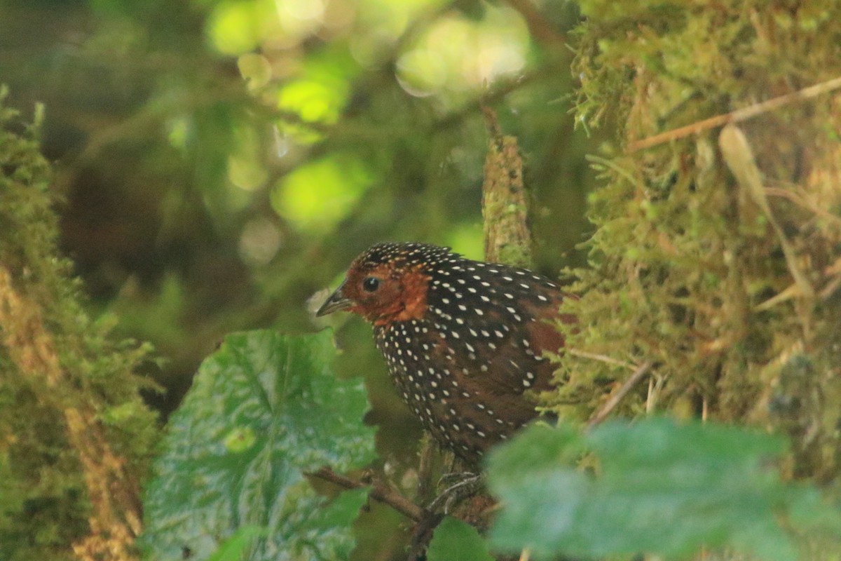 Ocellated Tapaculo - ML646695528