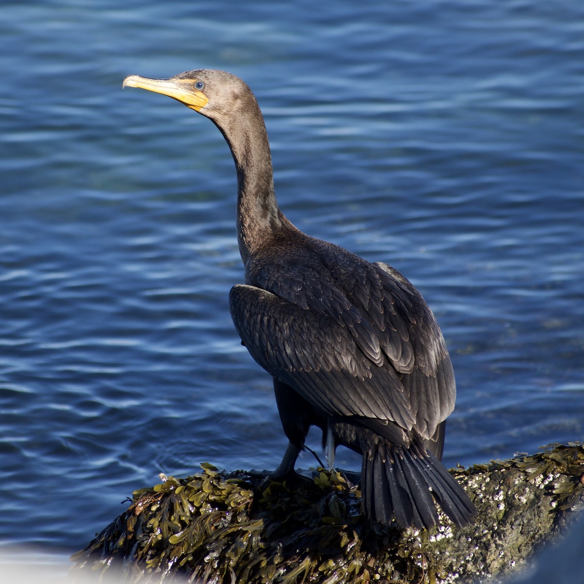 kormorán ušatý - ML646695529