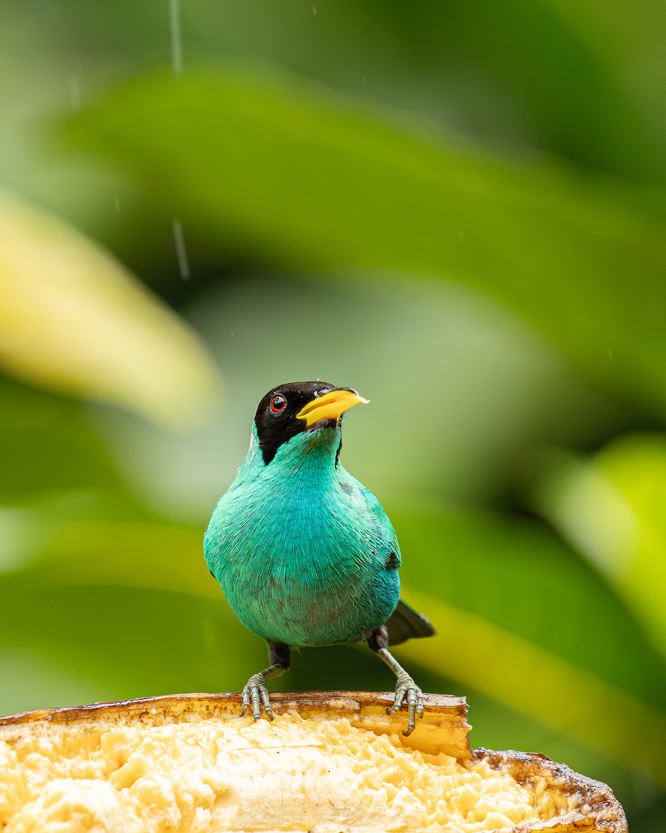 Green Honeycreeper - ML646695535