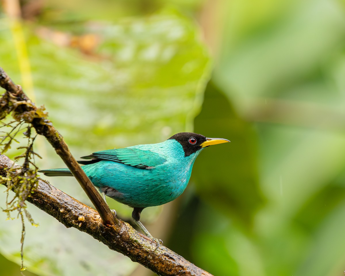 Green Honeycreeper - ML646695536