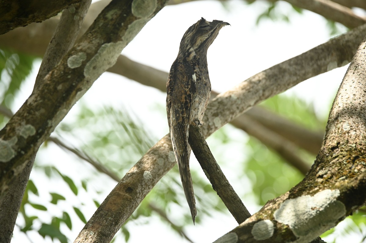 Common Potoo - ML646695537