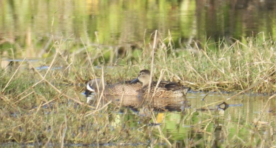 Zertzeta hegalurdina - ML646695539