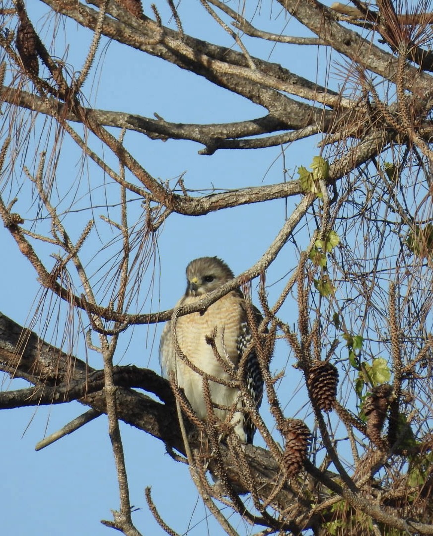 káně páskovaná - ML646695550