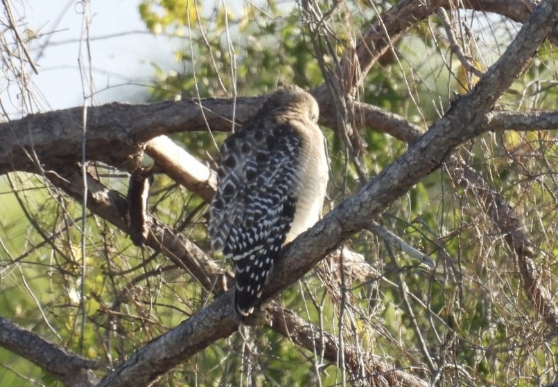 káně páskovaná - ML646695551